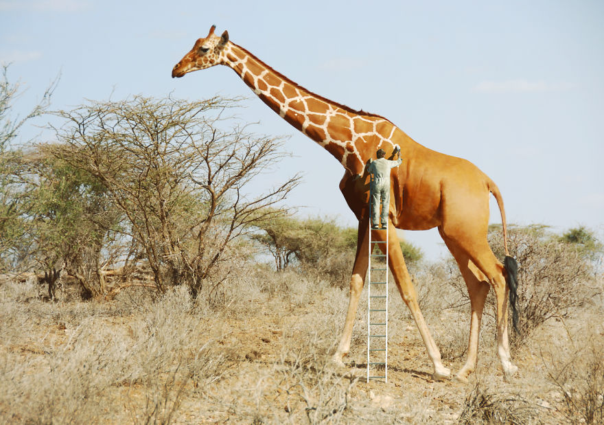 Anil Saxena photo manipulations Man painting giraffe