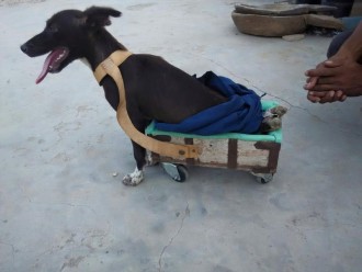 paralysed dog trolley Hritesh Lohiya